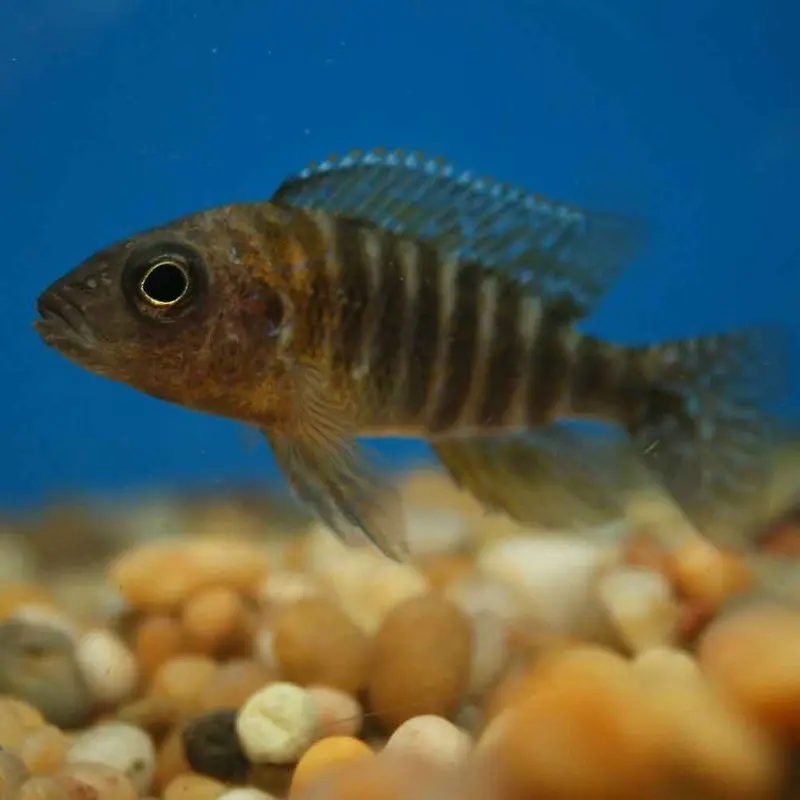 Ruby Red Peacock - Aulonocara rubescens - Small Juvenile