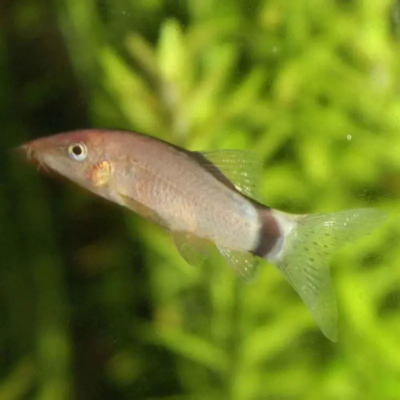 Skunk Loach - Yasuhikotakia morleti