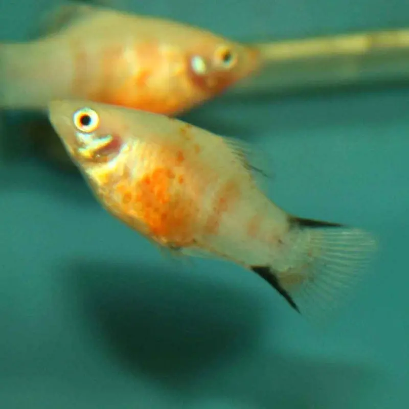 Tiger Platy - Xiphophorus maculatus