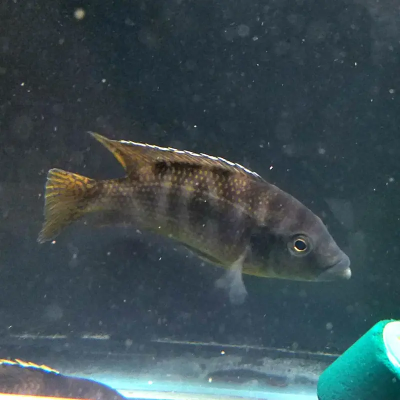 VC-10 - Placidochromis milomo - Adult