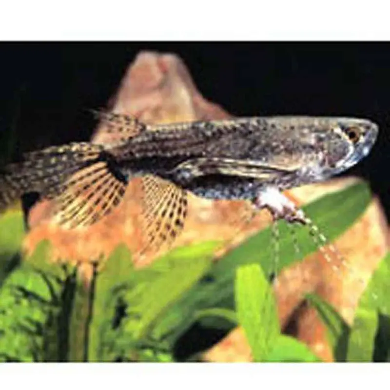 African Butterfly Fish - Pantodon buchholzi