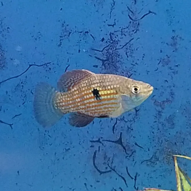 American Flagfish - Jordanella floridae