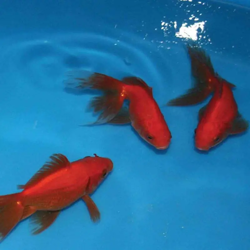 Assorted Fantail Goldfish - Small