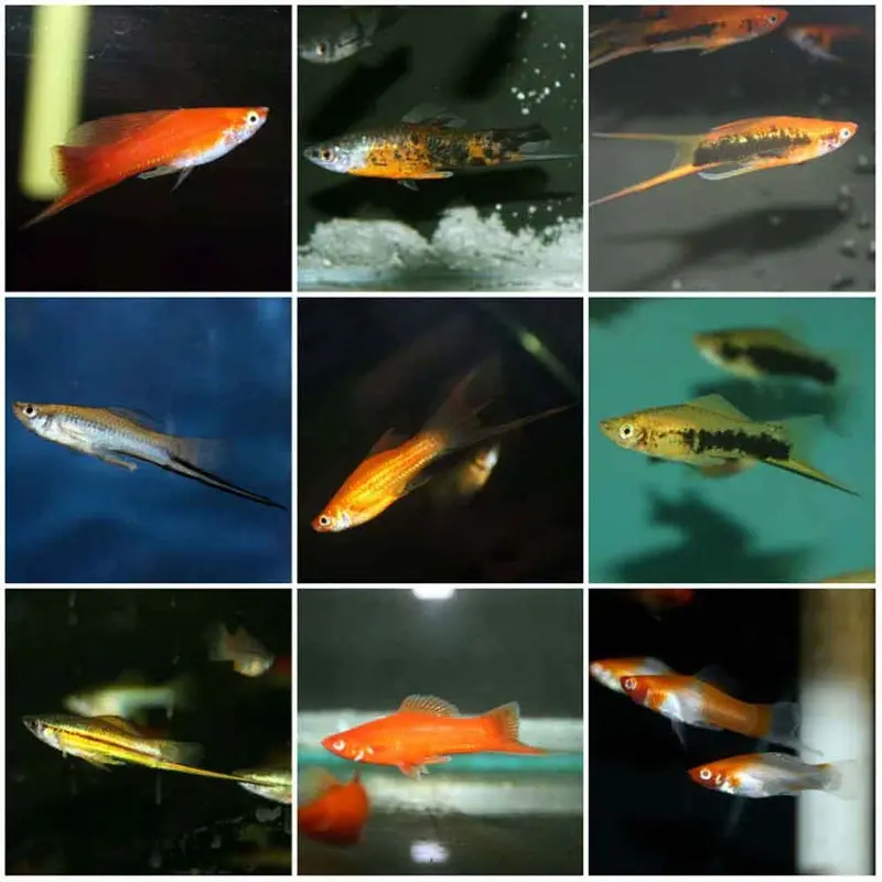 Assorted Swordtail - Xiphophorus helleri