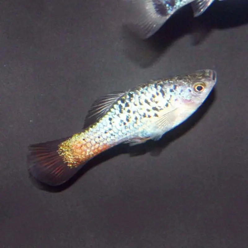 Assorted Variatus - Xiphophorus variatus