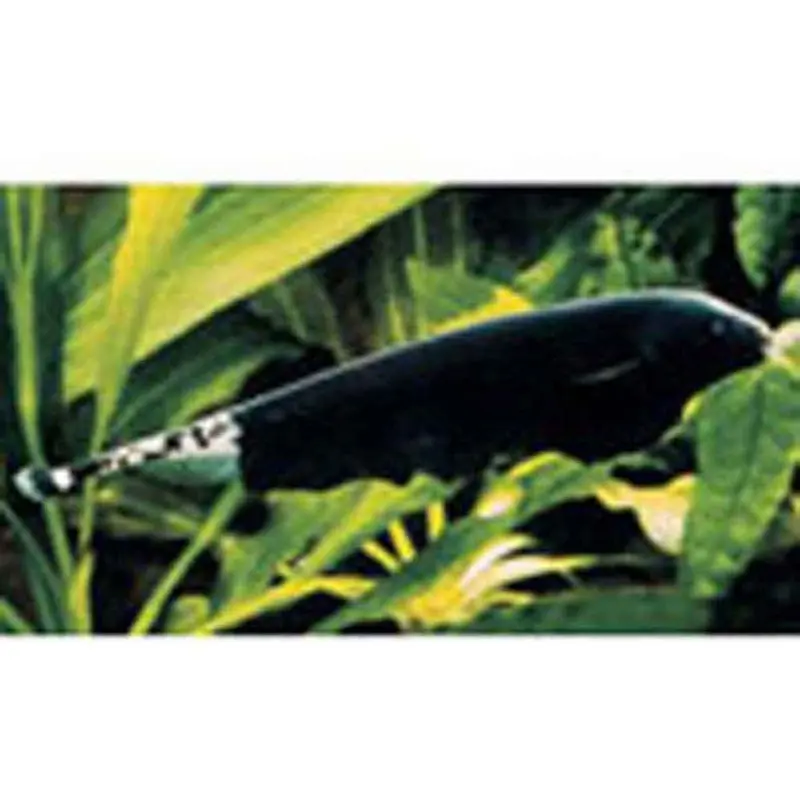 Black Ghost Knife - Apteronotus albifrons - Small