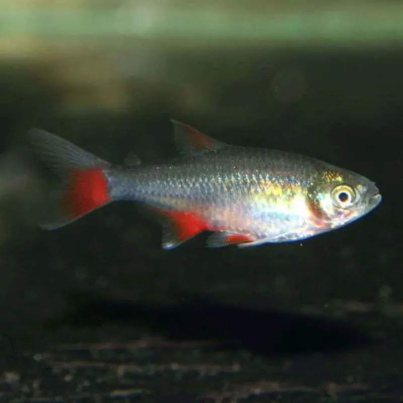 Bloodfin Tetra - Aphyocharax anisitsi