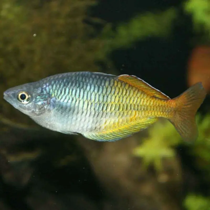 Boeseman's Rainbowfish - Melanotaenia boesemani