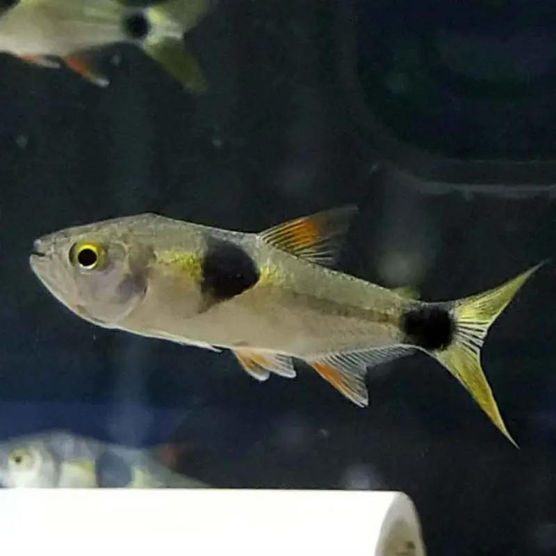 Bucktooth Tetra - Exodon paradoxus