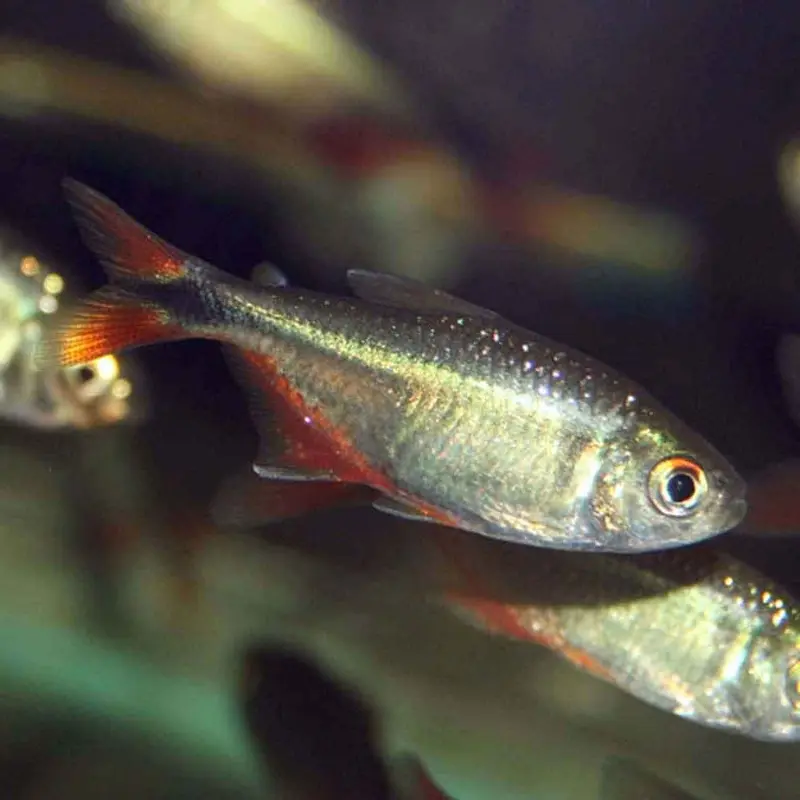 Buenos Aires Tetra - Hyphessobrycon anisitsi