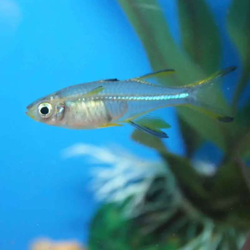 Celebes Rainbowfish - Marosatherina ladigesi