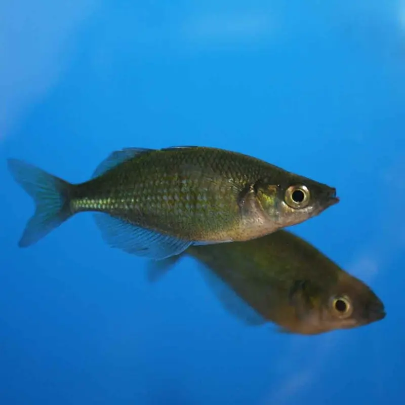 Emerald Rainbow - Glossolepis wanamensis