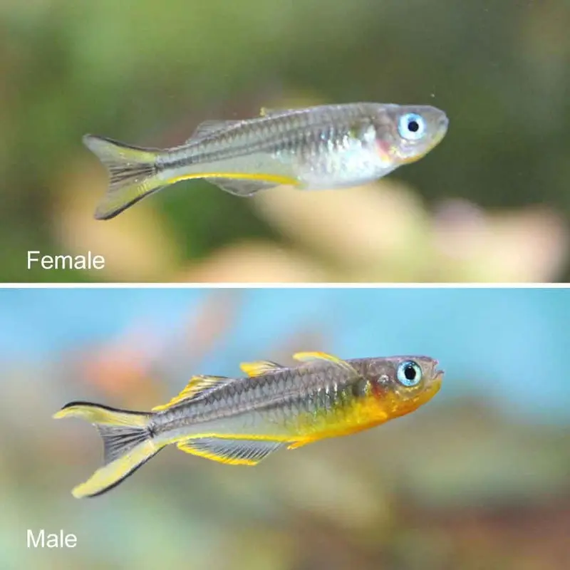 Forktail Rainbowfish - Pseudomugil furcatus