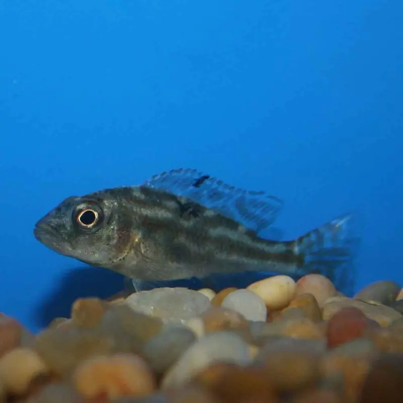 Fusco - Nimbochromis fuscotaeniatus - Juvenile