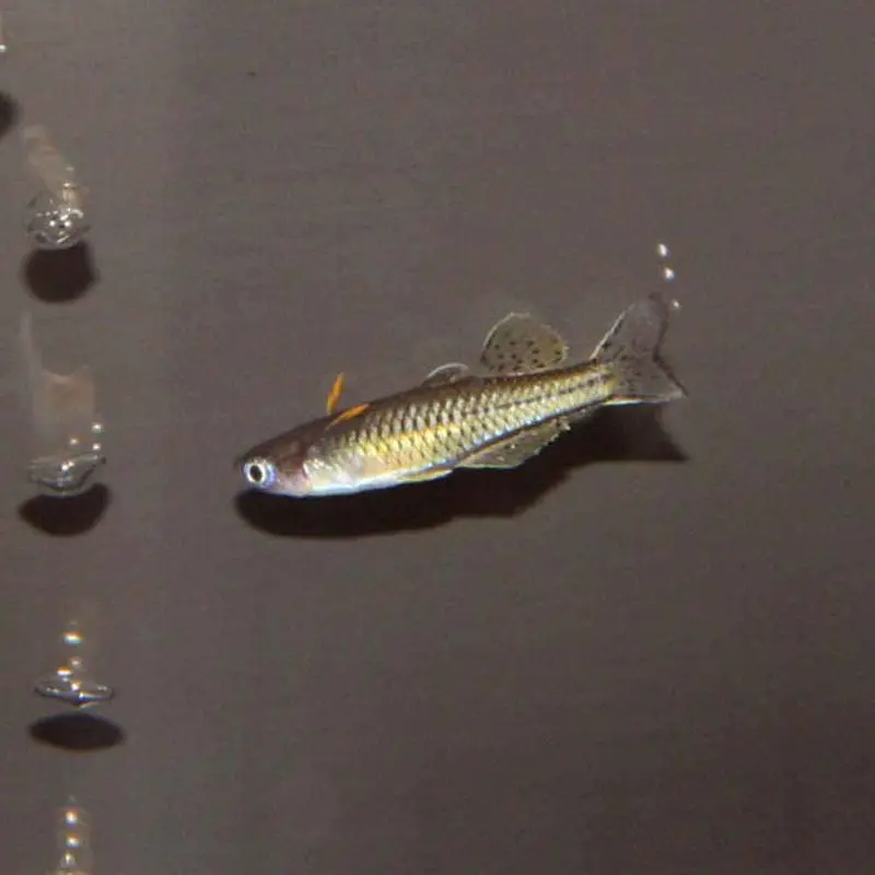 Gertrude's Blue-eye Rainbowfish - Pseudomugil gertrudae