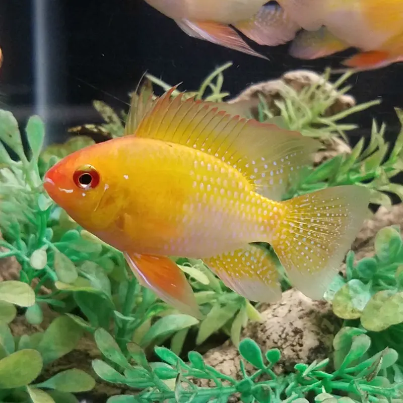 Gold Ram - Mikrogeophagus ramirezi