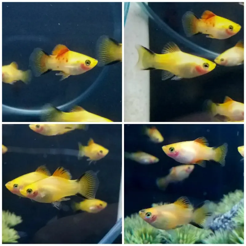 Gold Twinbar Platy - Xiphophorus maculatus