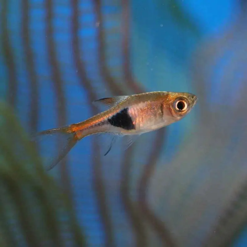 Harlequin Rasbora - Trigonostigma heteromorpha