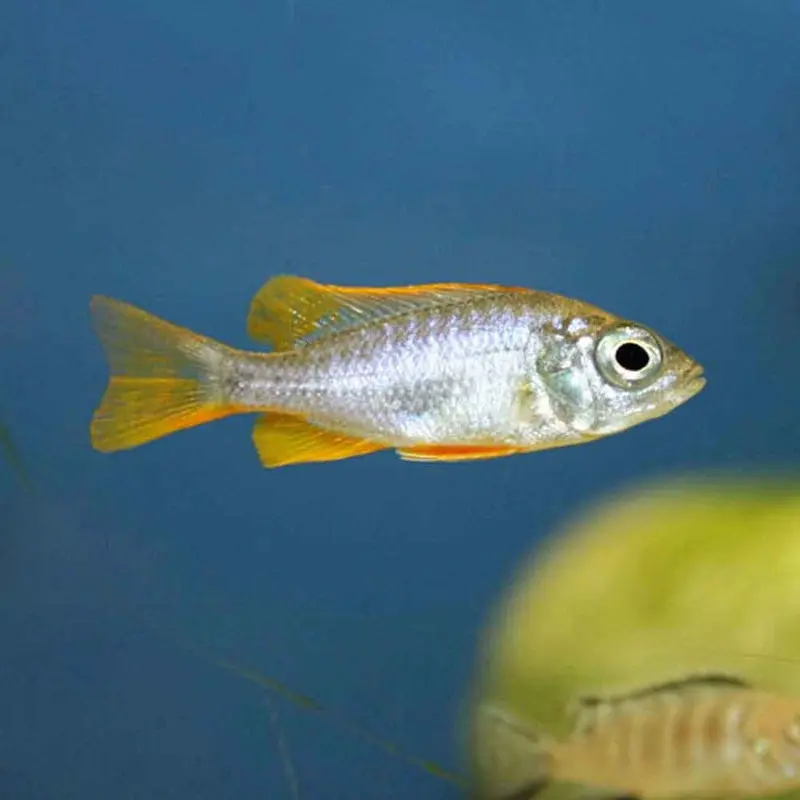 Kadango Red Fin - Copadichromis borleyi - Juvenile