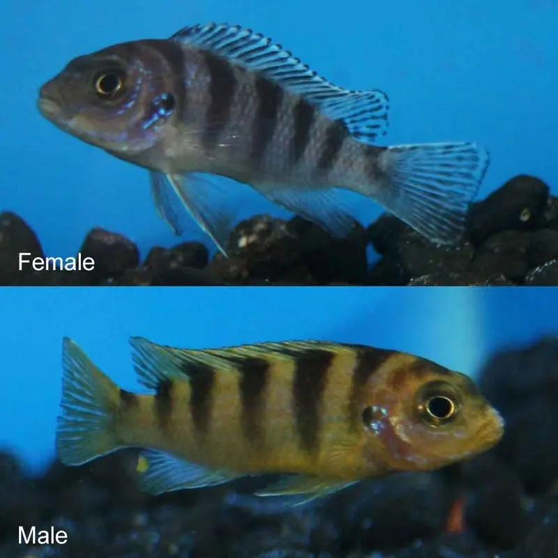 Kenyi - Metriaclima lombardoi - Small Juvenile