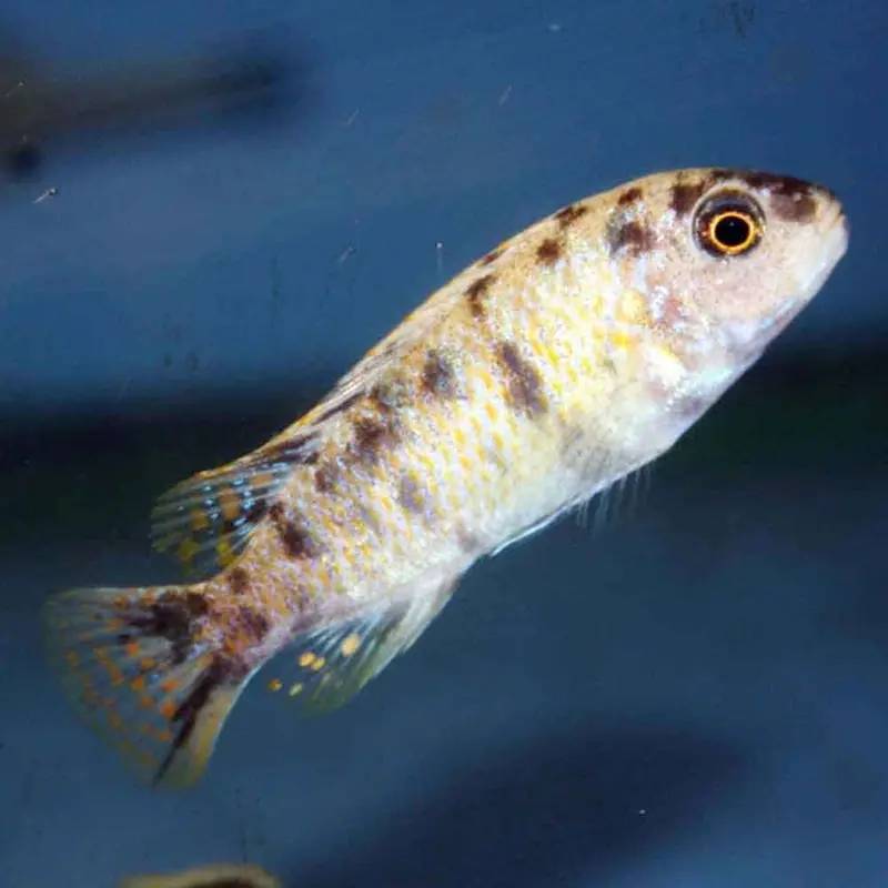 Labeotropheus trewavasae - OB