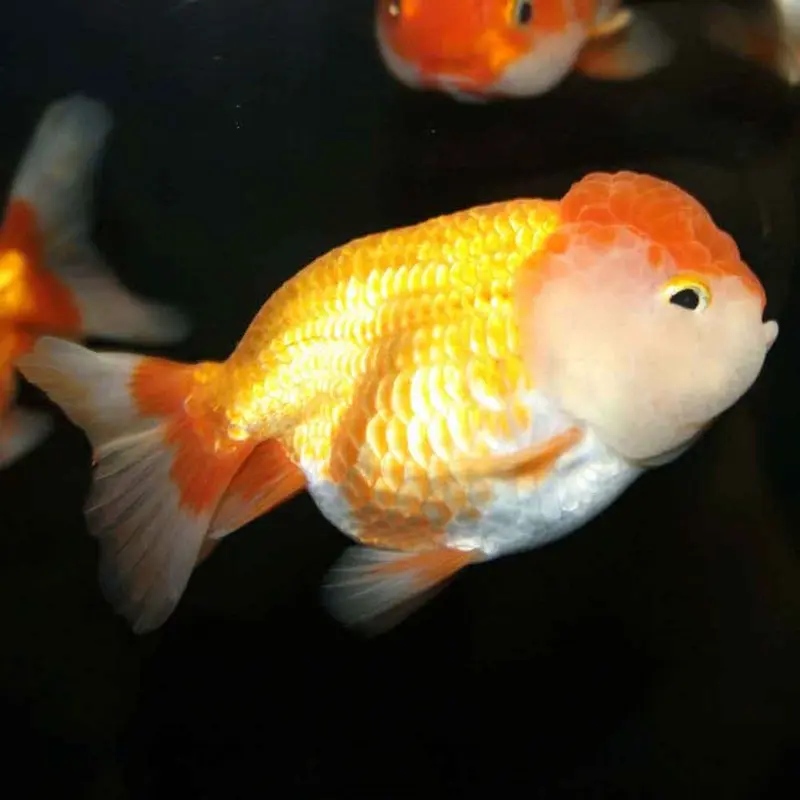 Lionhead Goldfish - Small