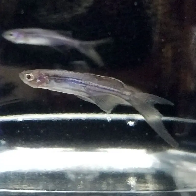 Longfin Blue Danio - Danio kerri