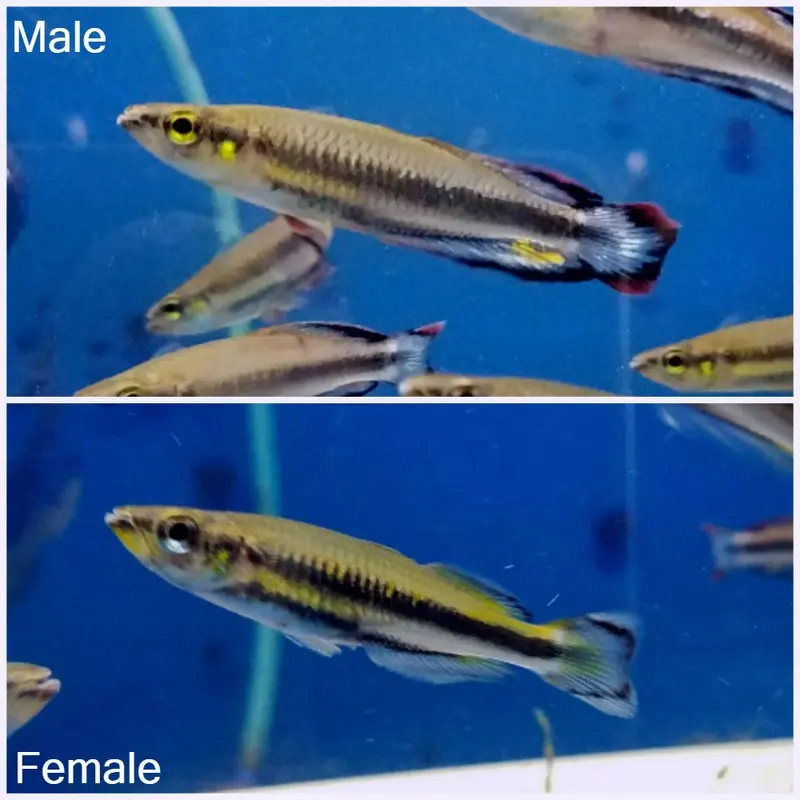 Madagascar Rainbowfish - Bedotia geayi