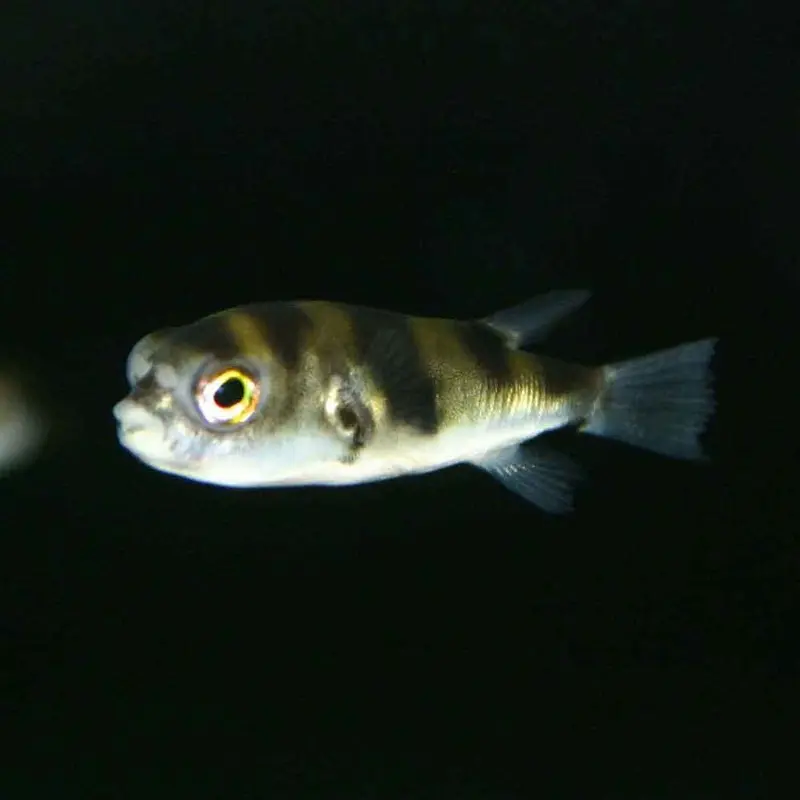Peruvian Puffer - Colomesus asellus