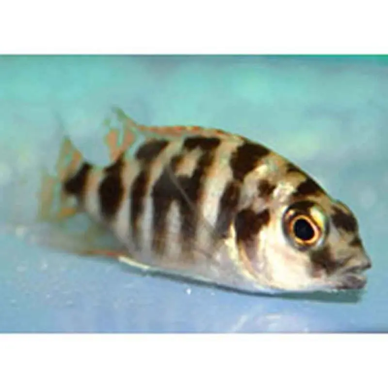 Placidochromis milomo - Small