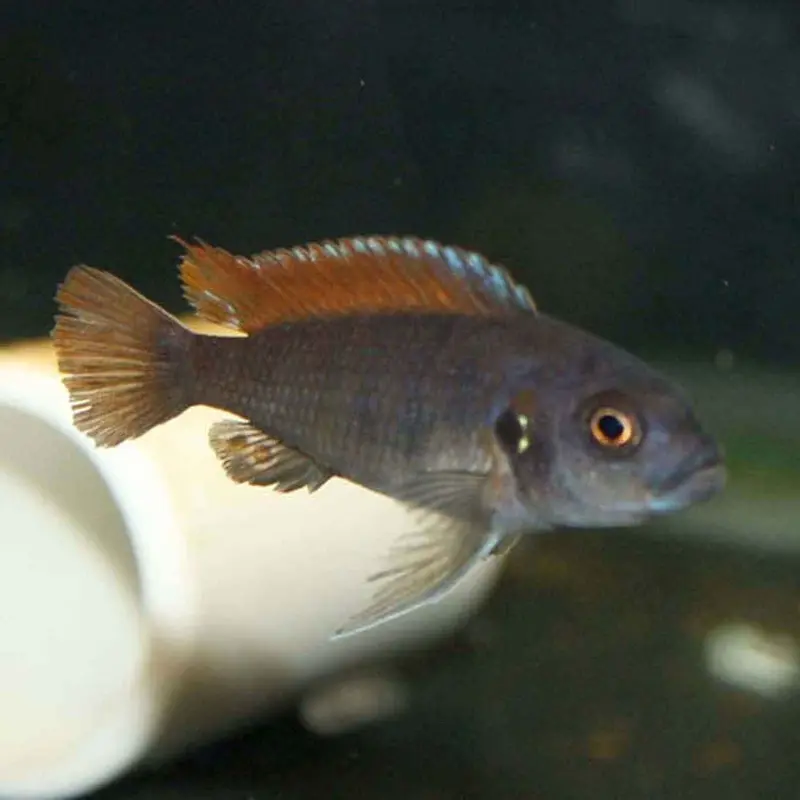 Red Top Zebra - Metriaclima pyrsonotos