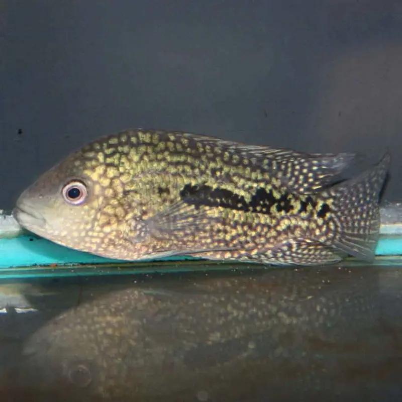 Texas Cichlid - Herichthys cyanoguttatus - Small