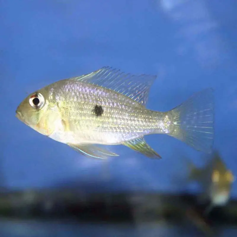 Threadfin Acara - Acarichthys heckelii - Juvenile