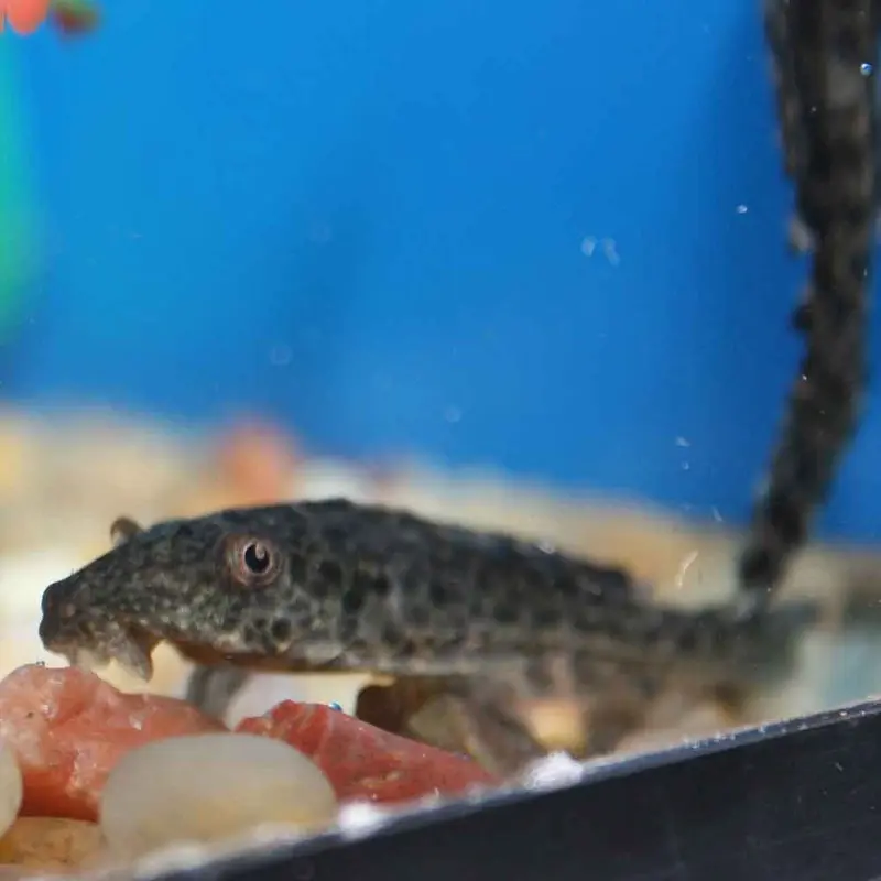 Trinidad/Common Pleco - Hypostomus plecostomus - Small