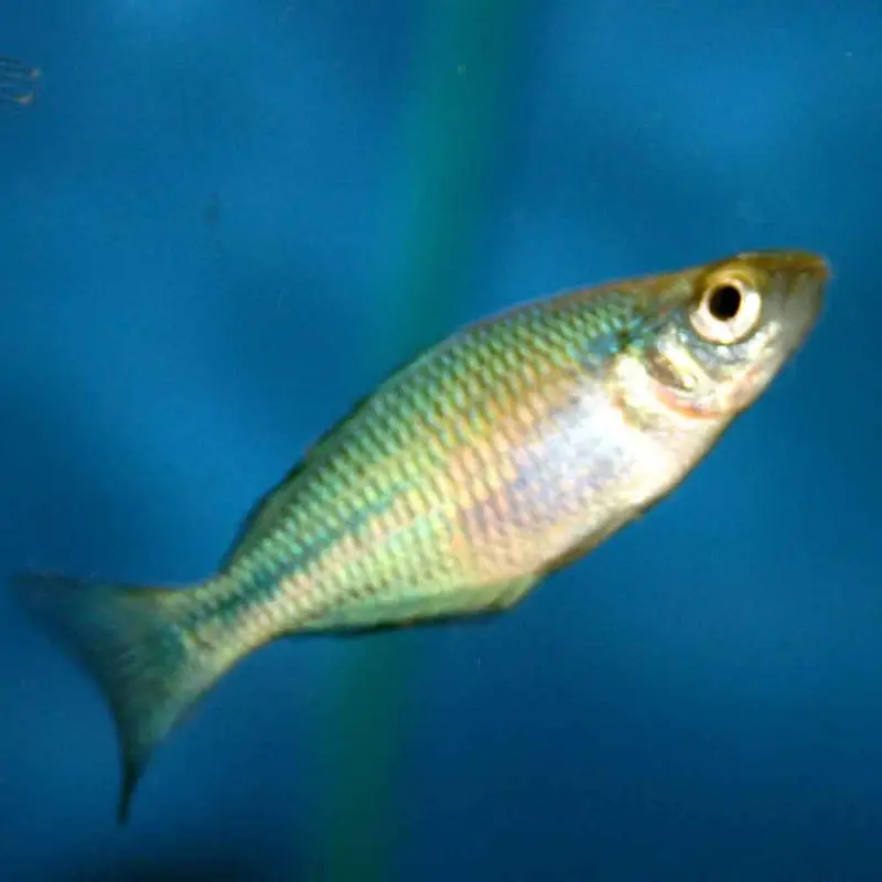 Turquoise Rainbow - Melanotaenia lacustris