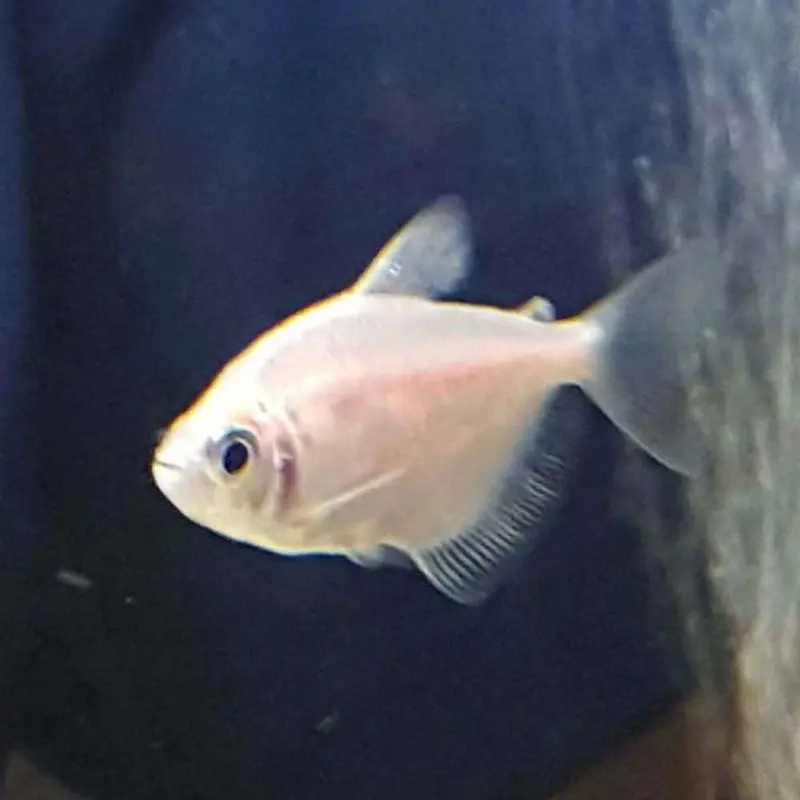 White Skirt Tetra - Gymnocorymbus ternetzi