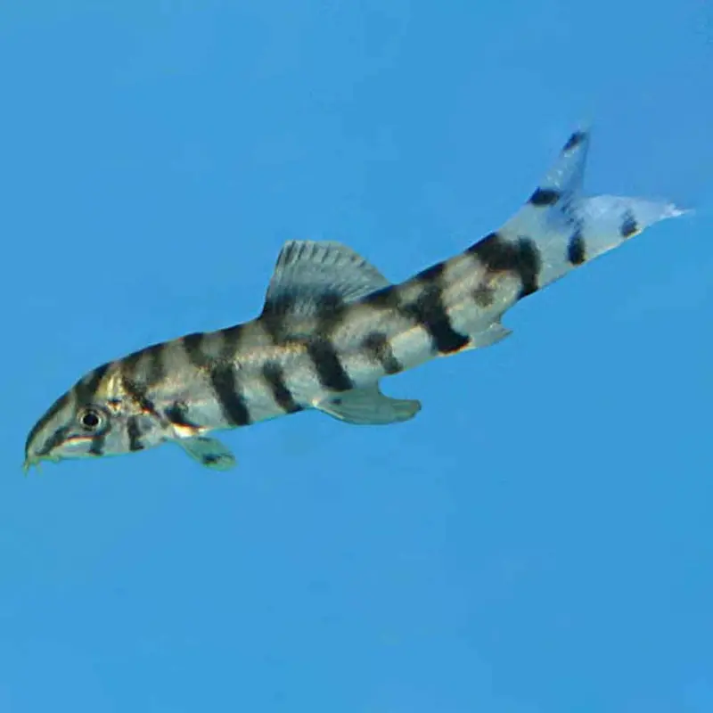 Yo-Yo Loach - Botia almorhae