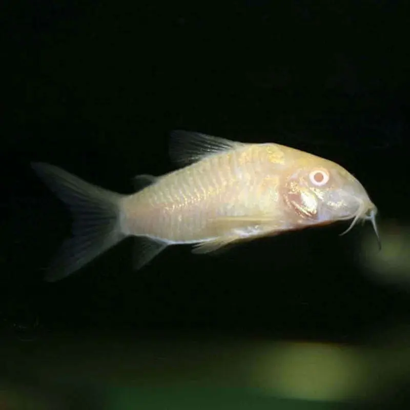 Albino Cory - Corydoras aeneus - Small