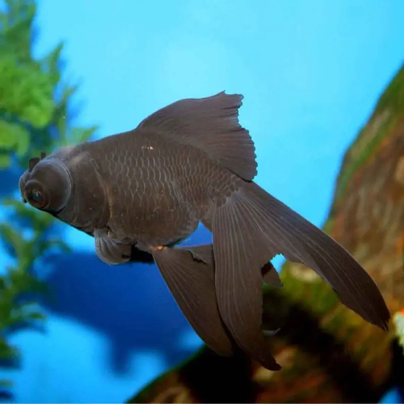 Black Moor Goldfish - Small