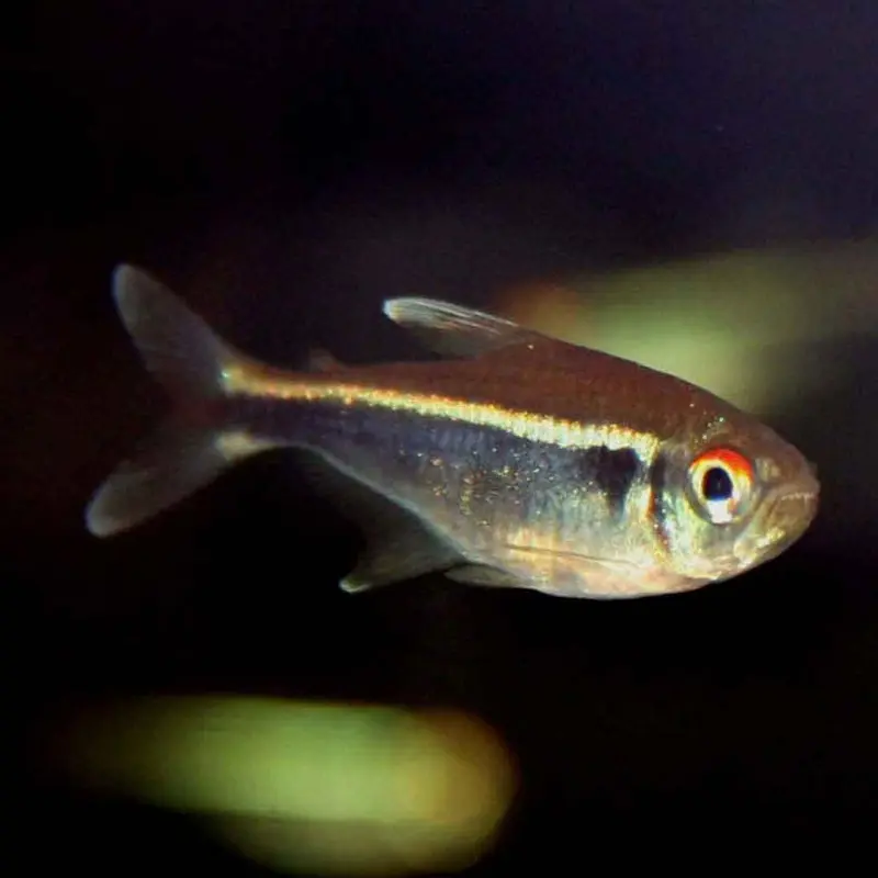 Black Neon Tetra - Hyphessobrycon herbertaxelrodi