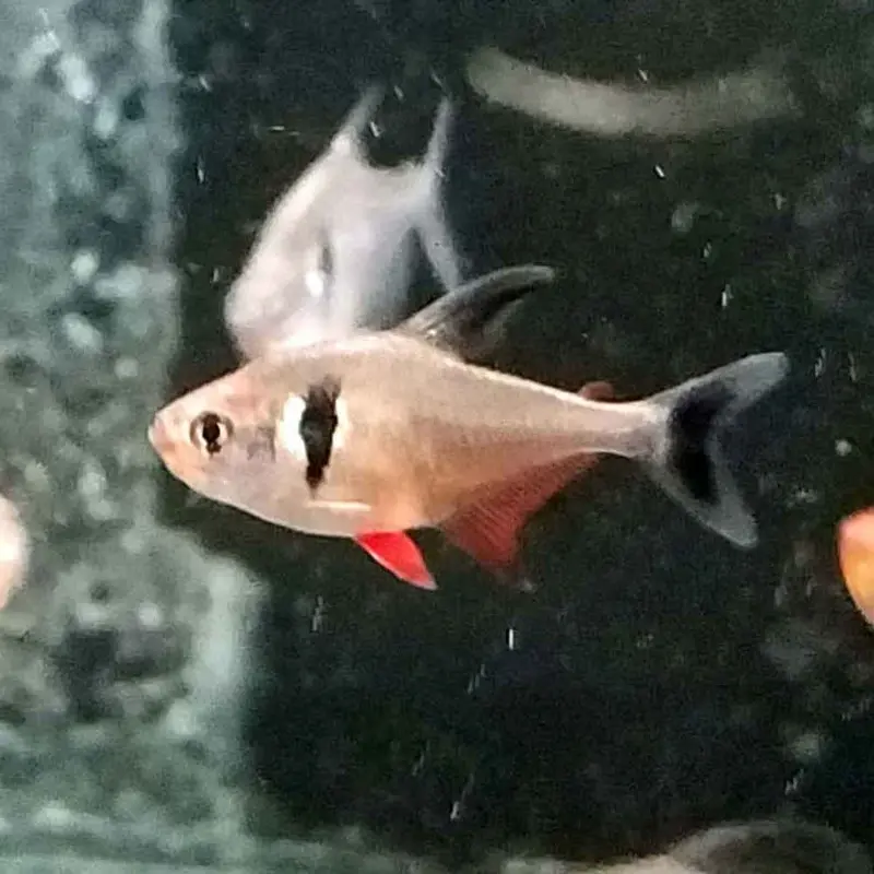 Black Phantom Tetra - Hyphessobrycon megalopterus
