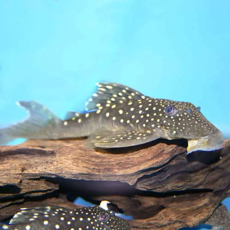 Blue Phantom Pleco - Hemiancistrus sp. L128 - Small