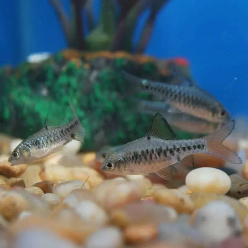 Checkerboard Barb - Puntius oligolepis