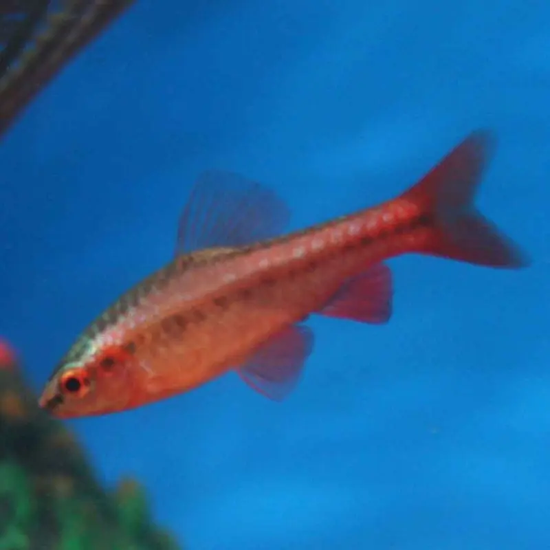 Cherry Barb - Puntius titteya