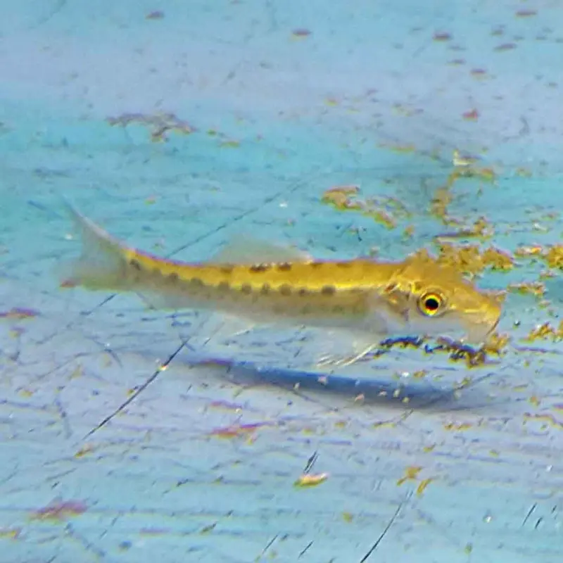Chinese Algae Eater - Gyrincocheilos aymonieri