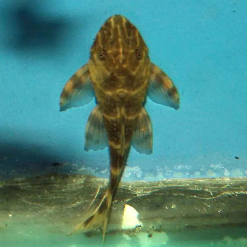 Clown Pleco - Panaque maccus L104