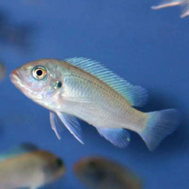 Cobalt Zebra - Mylandia callainos