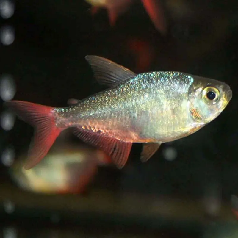 Colombian Tetra - Hyphessobrycon ecuadorensis - Small