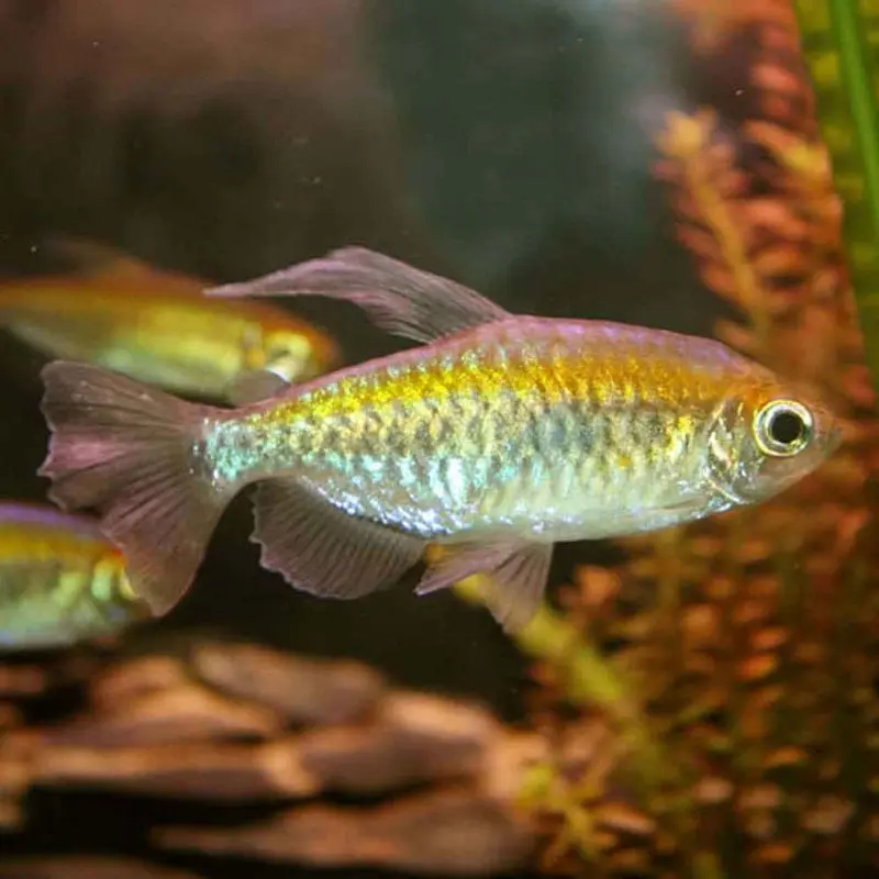 Congo Tetra - Phenacogrammus interruptus