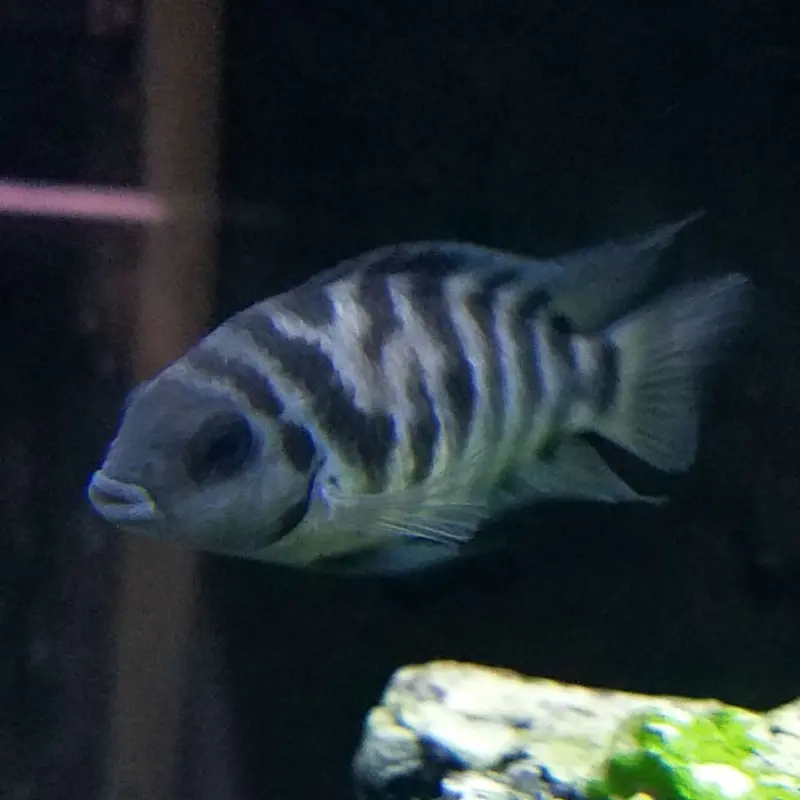 Convict Cichlid - Amatitlania nigrofasciata - Small